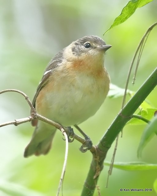 Bay-breasted Warbler female, Magee Marsh, OH, 5-15-18, Jza_79384.jpg