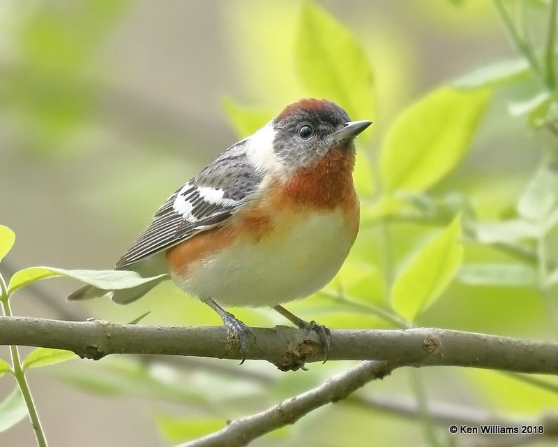 Bay-breasted Warbler male, MaGee Marsh, OH, 5-13-18, Jza_77899.jpg