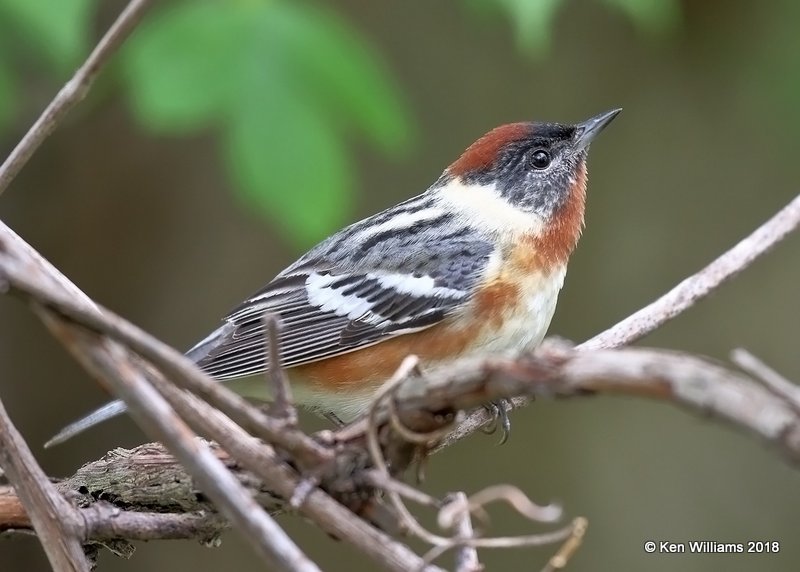 Bay-breasted Warbler male, Magee Marsh, OH, 5-13-18, Jza_77920.jpg
