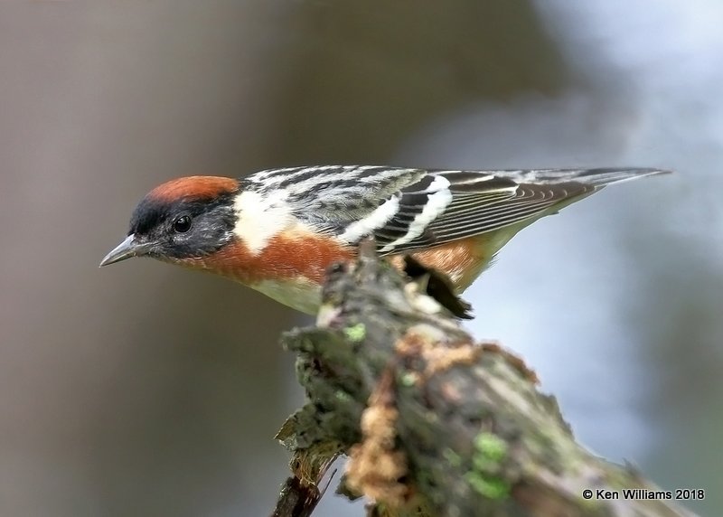 Bay-breasted Warbler male, Magee Marsh, OH, 5-14-18, Jza_78323.jpg