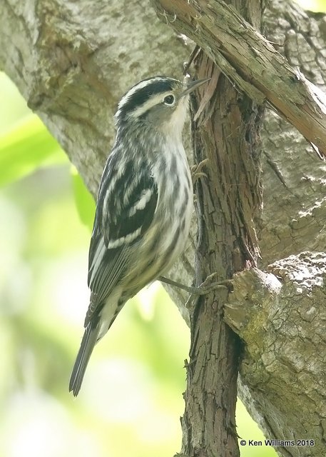 Black-and-white Warbler female, Magee Marsh, OH, 5-16-18, Jza_79622.jpg