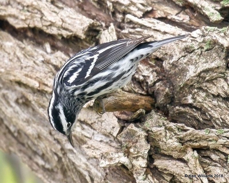 Black and White Warbler male, Magee Marsh, OH, 5-13-18, Jza_77647.jpg