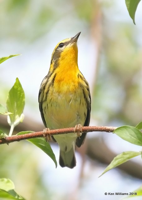 Blackburnian Warbler female, Magee Marsh, OH, 5-14-18, Jza_78482.jpg