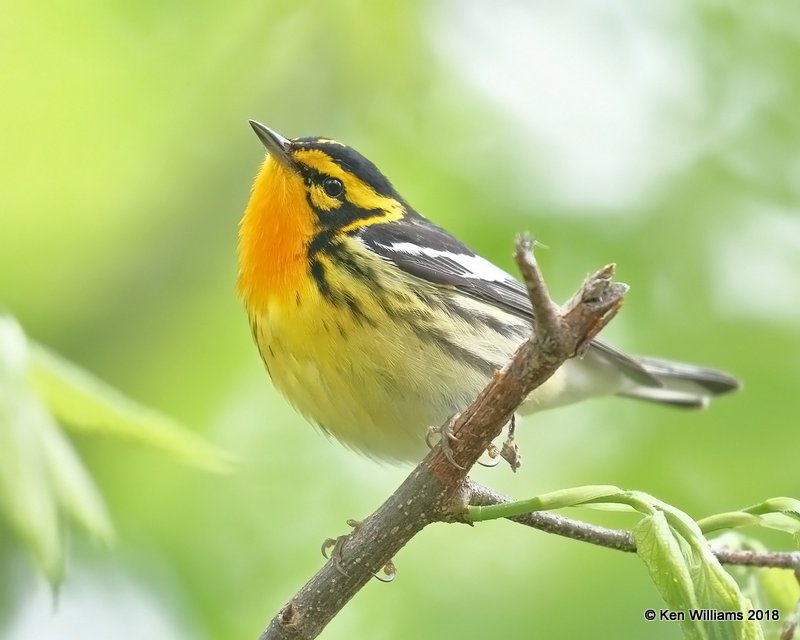 Blackburnian Warbler male, Magee Marsh, OH, 5-13-18, Jza_77952.jpg