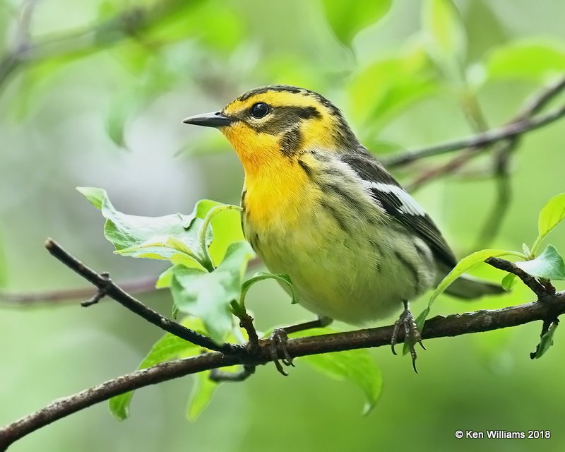 Blackburnian Warbler male, Magee Marsh, OH, 5-14-18, Jza_78235.jpg