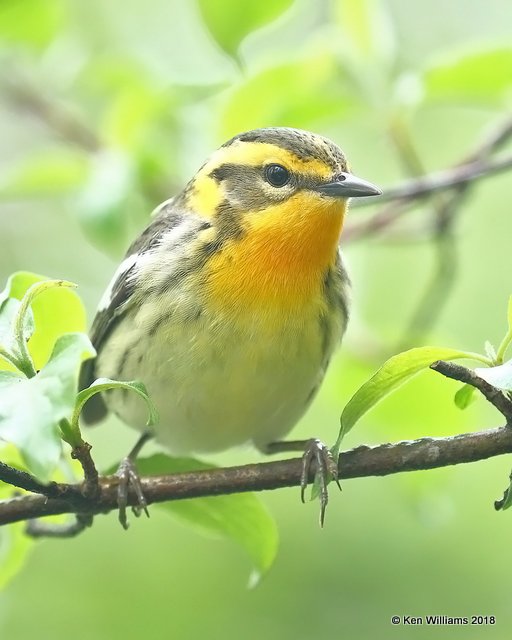Blackburnian Warbler male, Magee Marsh, OH, 5-14-18, Jza_78240.jpg
