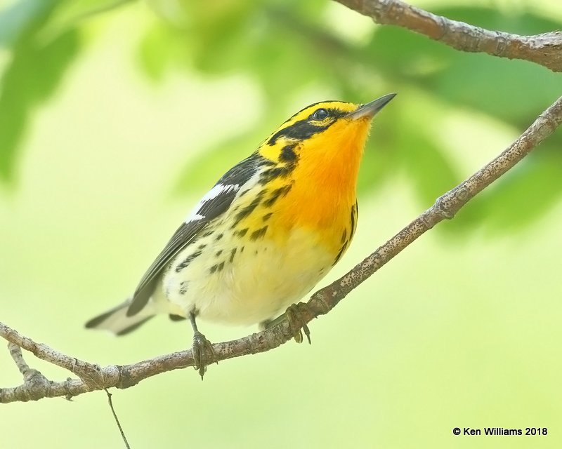 Blackburnian Warbler male, Magee Marsh, OH, 5-16-18, Jza_79707.jpg
