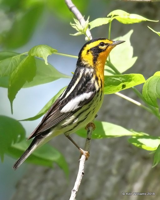 Blackburnian Warbler male, Magee Marsh, OH, 5-16-18, Jza_79803.jpg