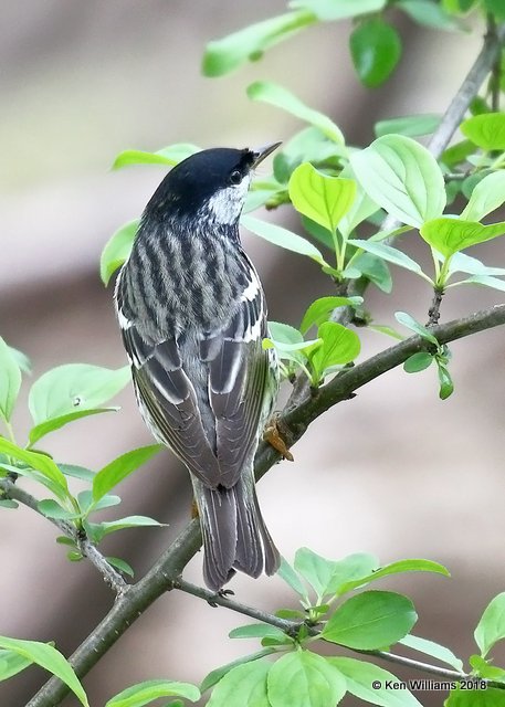 Blackpoll Warbler male, Magee Marsh, OH, 5-14-18, Jza_78655.jpg