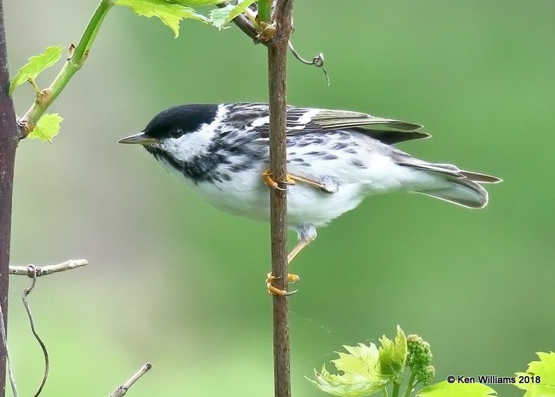 Blackpoll Warbler male, Magee Marsh, OH, 5-15-18, Jza_78986.jpg