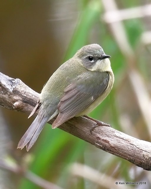 Black-throated Blue Warbler female, Magee Marsh, OH, 5-13-18, Jza_77774.jpg