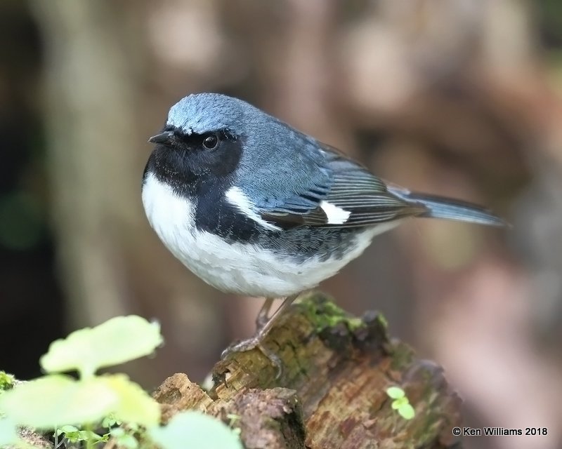 Black-throated Blue Warbler male, Magee Marsh, OH, 5-13-18, Jza_78056.jpg