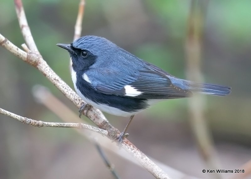 Black-throated Blue Warbler male, Magee Marsh, OH, 5-14-18, Jza_78696.jpg