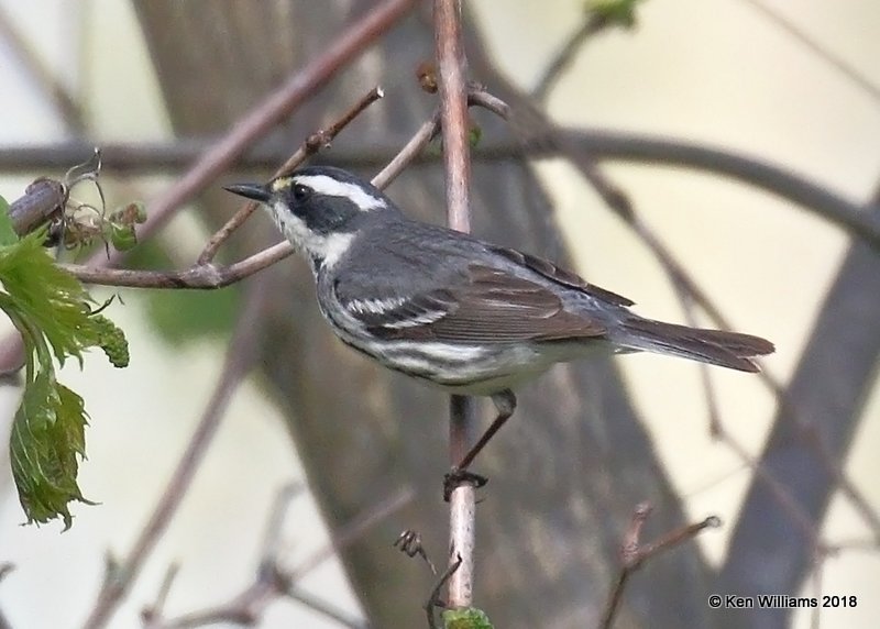 Black-throated Gray Warbler female, Magee Marsh, OH, 5-14-18, Jza_78505.jpg