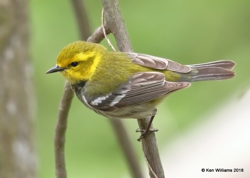 Black-throated Green Warbler female, Magee Marsh, OH, 5-13-18, Jza_77715.jpg