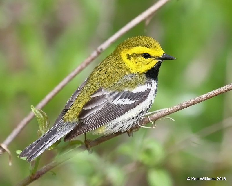 Black-throated Green Warbler male, Magee Marsh, OH, 5-13-18, Jza_77877.jpg