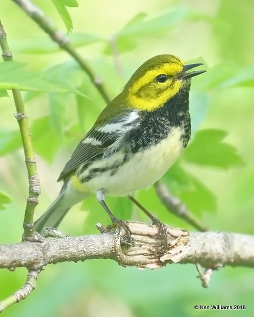 Black-throated Green Warbler male, Magee Marsh, OH, 5-14-18, Jza_78540.jpg