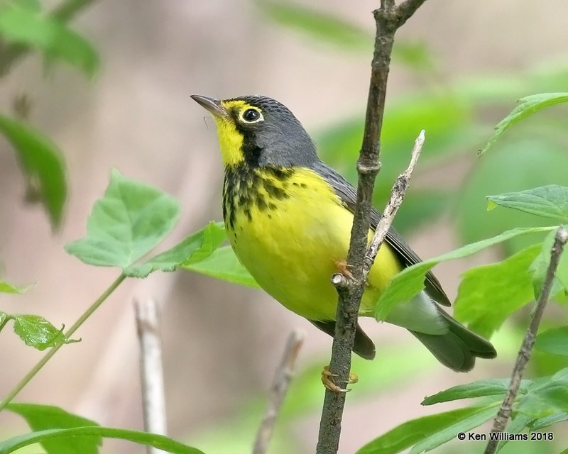Canada Warbler male, Magee Marsh, OH, 5-14-18, Jza_78330.jpg