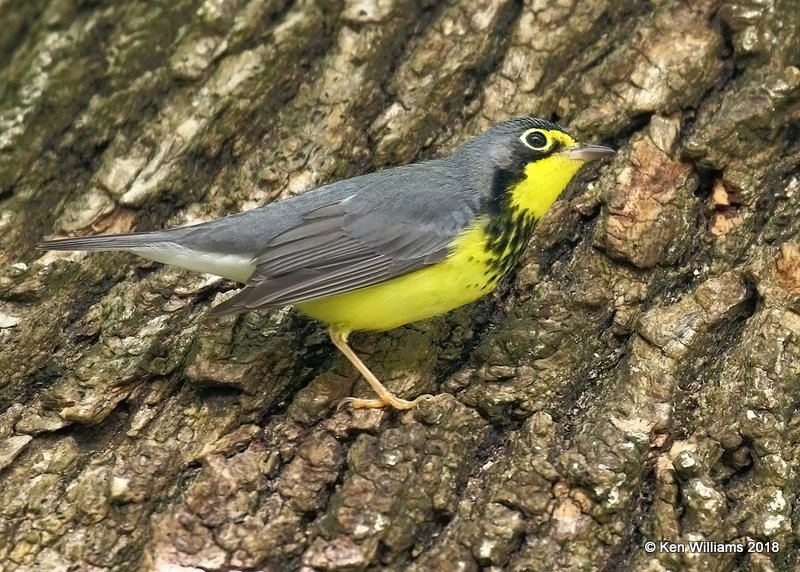 Canada Warbler male, Magee Marsh, OH, 5-14-18, Jza_78424.jpg