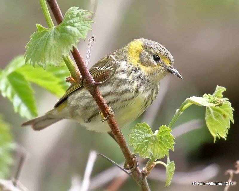 Cape May Warbler female, Magee Marsh, OH, 5-13-18, Jza_77796.jpg