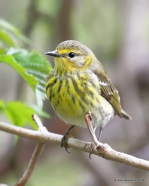 Cape May Warbler female, Magee Marsh, OH, 5-14-18, Jza_78302.jpg
