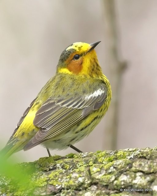 Cape May Warbler male, Magee Marsh, OH, 5-13-18, Jza_77656.jpg