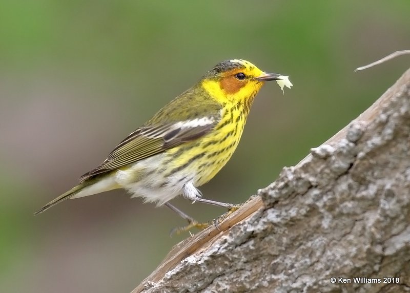 Cape May Warbler male, Magee Marsh, OH, 5-13-18, Jza_77706.jpg