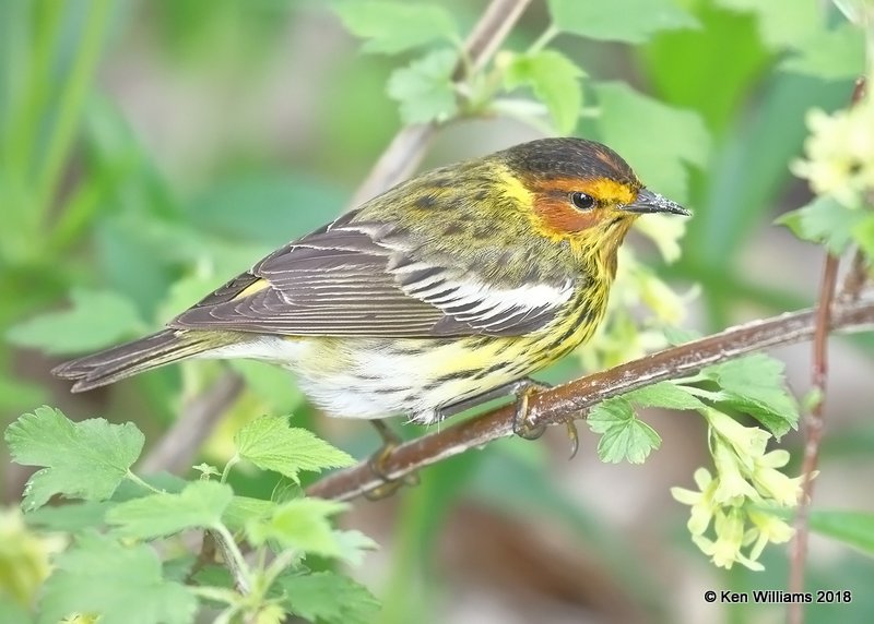 Cape May Warbler male, Magee Marsh, OH, 5-13-18, Jza_78037.jpg