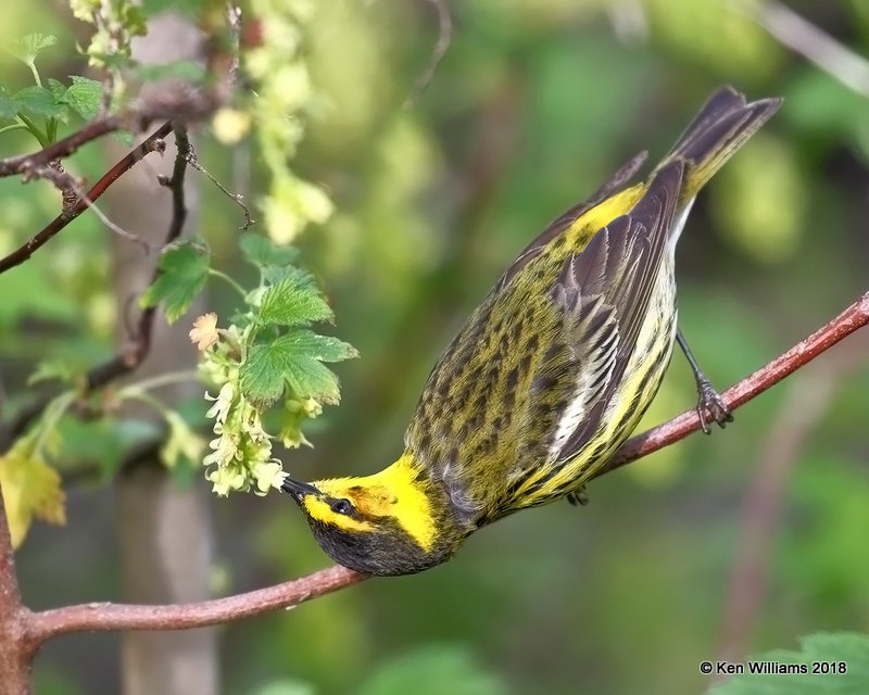 Cape May Warbler male, Magee Marsh, OH, 5-14-18, Jza_78616.jpg