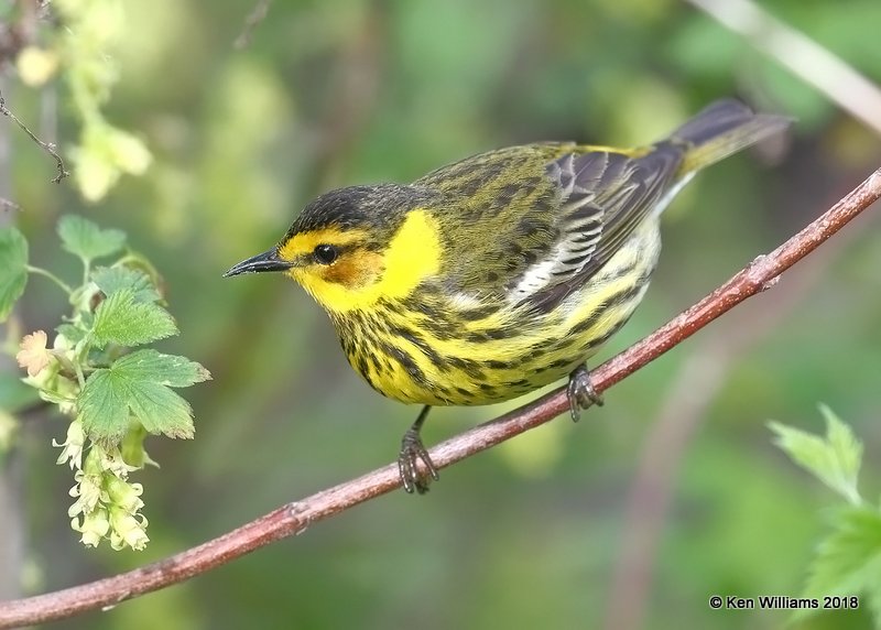 Cape May Warbler male, Magee Marsh, OH, 5-14-18, Jza_78622.jpg