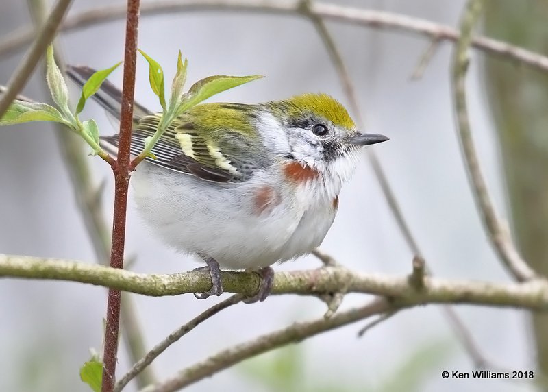 Chestnut-sided Warbler female, Magee Marsh, OH, 5-13-18, Jza_78126.jpg