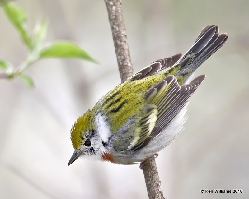 Chestnut-sided Warbler female, Magee Marsh, OH, 5-13-18, Jza_78128.jpg