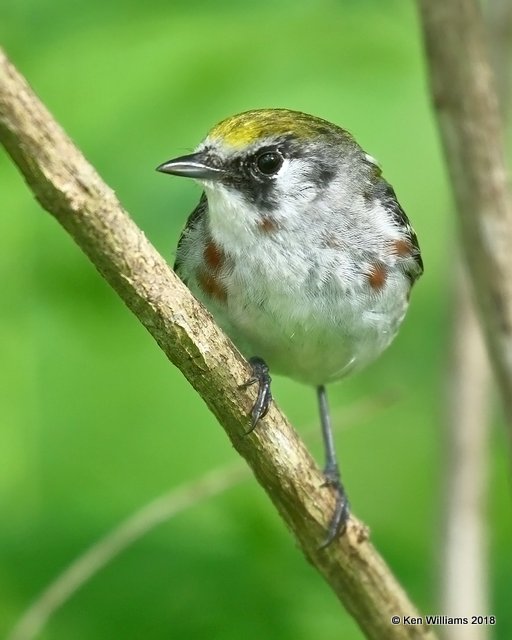 Chestnut-sided Warbler female, Magee Marsh, OH, 5-15-18, Jza_79273.jpg