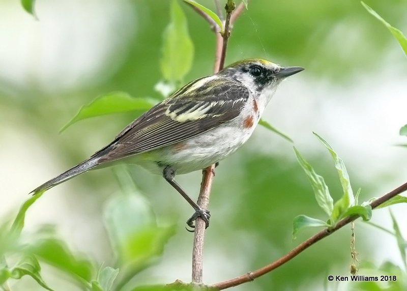 Chestnut-sided Warbler immature male, Magee Marsh, OH, 5-15-18, Jza_79291.jpg