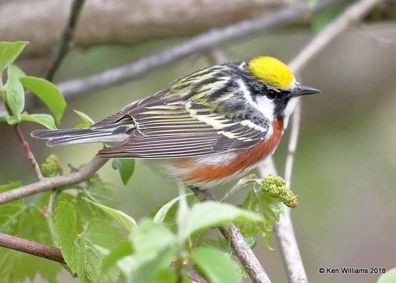 Chestnut-sided Warbler male, Magee Marsh, OH, 5-13-18, Jza_78113.jpg