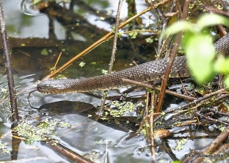 Common Watersnake, Nerodia sipedon sipedon, Magee Marsh, OH, 5-14-18, Jza_78256.jpg