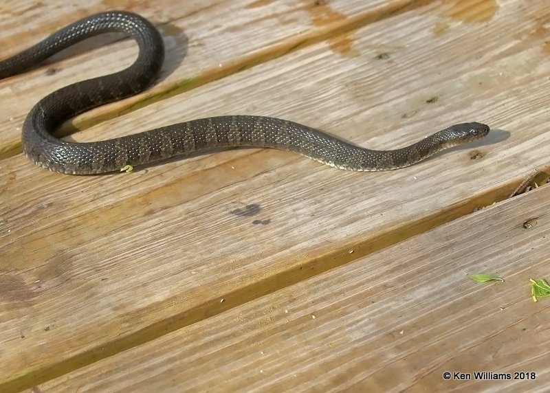 Common Watersnake, Nerodia sipedon sipedon, Magee Marsh, OH, 5-15-18, Jza_78809.jpg