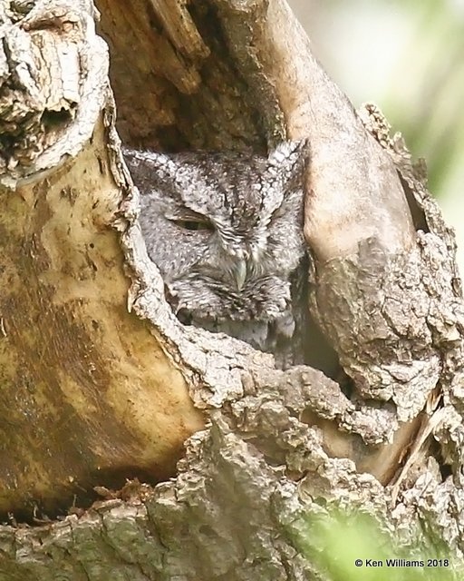 Eastern Screech-Owl, Magee Marsh, OH, 5-15-18, Jza_79242.jpg