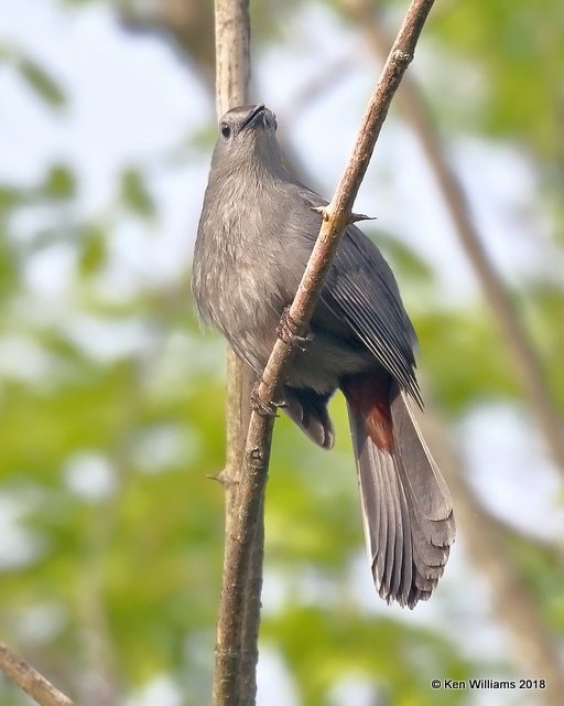 Gray Catbird, Magee Marsh, OH, 5-14-18, Jza_78714.jpg