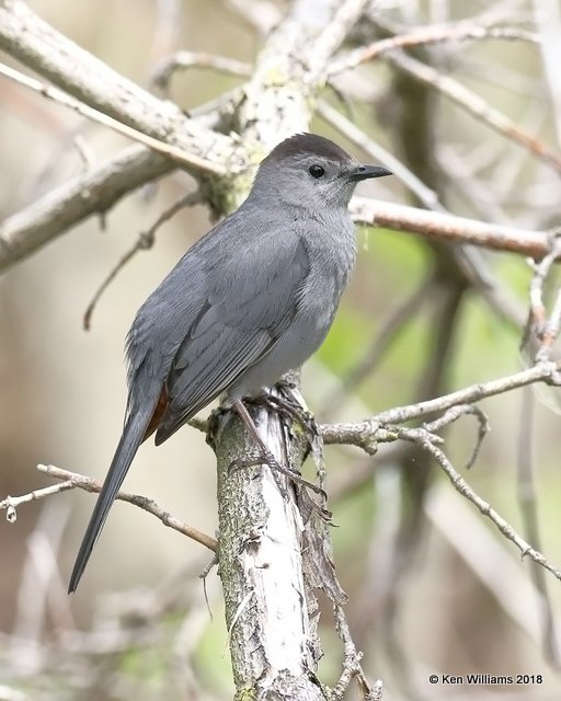 Gray Catbird, Magee Marsh, OH, 5-15-18, Jza_79181.jpg