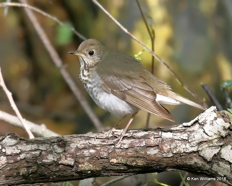 Gray-cheeked Thrush, Magee Marsh, OH, 5-15-18, Jza_78836.jpg