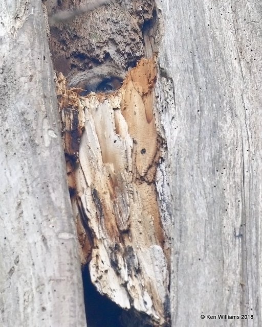 Great Horned Owl baby in nest, Magee Marsh, OH, 5-15-18, Jza_79059.jpg