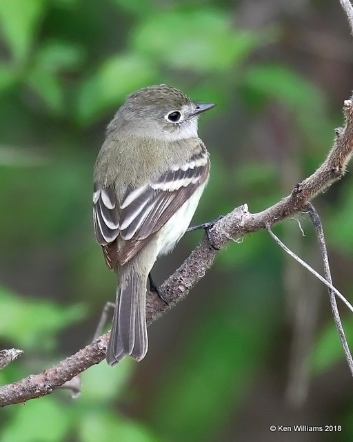 Least Flycatcher, Magee Marsh, OH, 5-15-18, Jza_79047.jpg