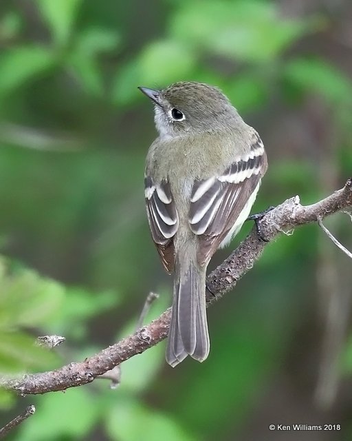 Least Flycatcher, Magee Marsh, OH, 5-15-18, Jza_79052.jpg