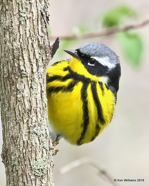 Magnolia Warbler male, Magee Marsh, OH, 5-13-18, Jza_78135.jpg