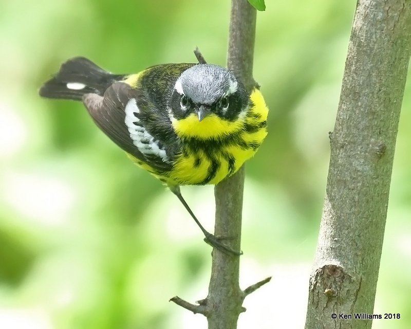 Magnolia Warbler male, Magee Marsh, OH, 5-16-18, Jza_79529.jpg