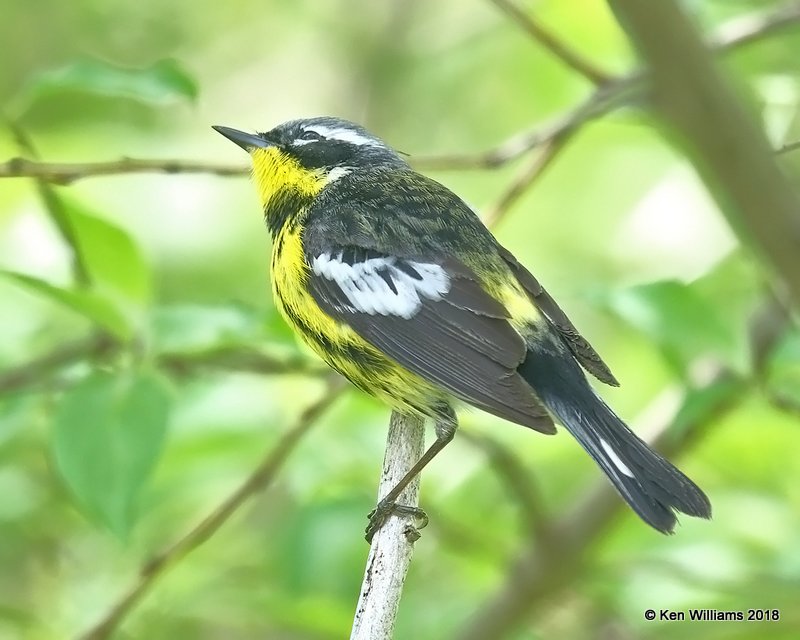 Magnolia Warbler male, Magee Marsh, OH, 5-16-18, Jza_79539.jpg