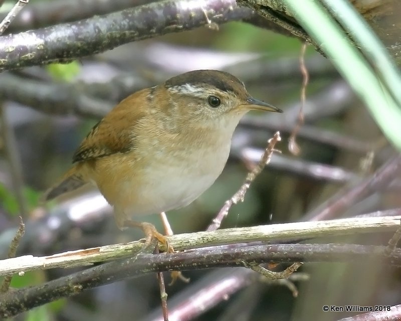 Marsh Wren, Magee Marsh, OH, 5-15-18, Jza_79108.jpg