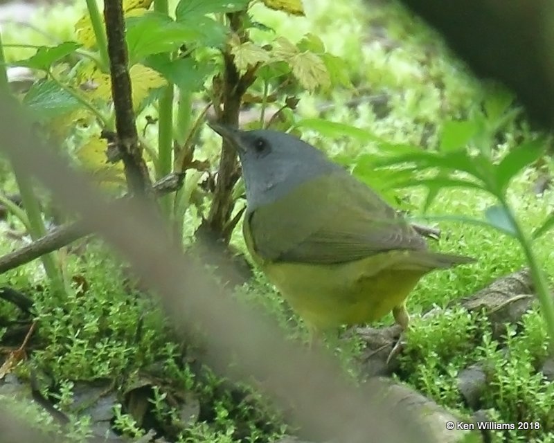 Mourning Warbler male, Magee Marsh, OH, 5-15-18, Jza_78922.jpg