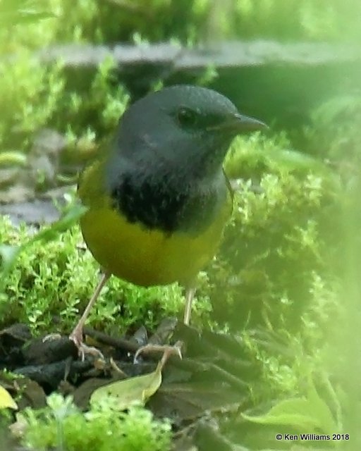 Mourning Warbler male, Magee Marsh, OH, 5-15-18, Jza_78923.jpg